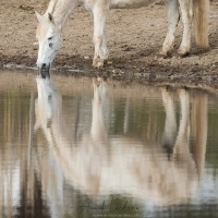 Cheval Camargue