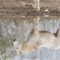 Cheval Camargue