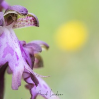 Orchis géant