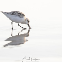 Bécasseau sanderling