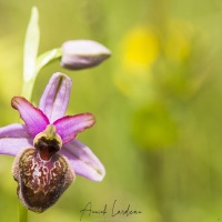 Ophrys de l'Aveyron