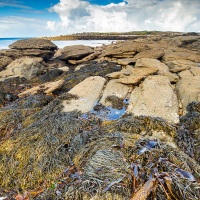 Algues et rochers à marée basse