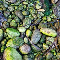 Galets recouverts d'algues