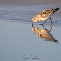 Bécasseau sanderling