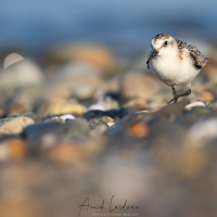 Bécasseau sanderling