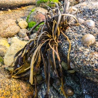 Algues sur les rochers à marée basse