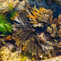 Algues dans les rochers à marée basse