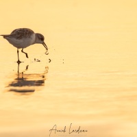 Bécasseau sanderling