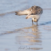 Bécasseau sanderling