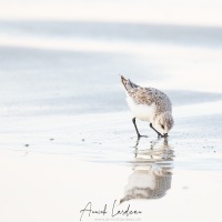 Bécasseau sanderling