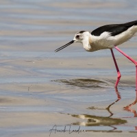 Echasse blanche, Camargue
