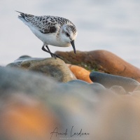 Bécasseau sanderling