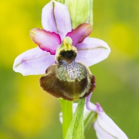 Ophrys de l'Aveyron