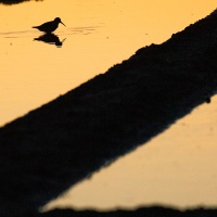 Ile de Noirmoutier: bécasseau dans les marais salants