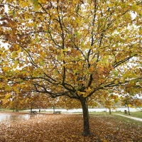 Paysage d'automne