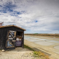 Ile de Ré: marais salants