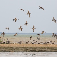 vol de limicoles (petits échassiers)