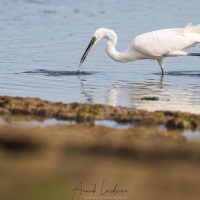 Aigrette garzette: pêche à la crevette