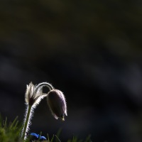 Pulsatille de printemps