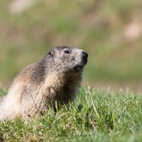 Marmotte