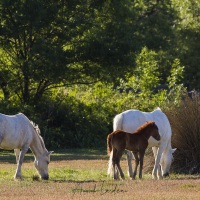 Chevaux camarguais