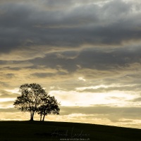 Deux arbres sur la colline