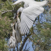 Aigrette garzette, Camargue
