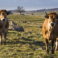 Vaches de la race Aubrac