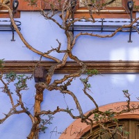 Riquewihr: tronc tortueux
