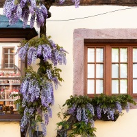 Riquewihr: glycine