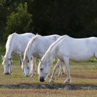 Chevaux camarguais