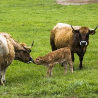 Vaches de la race Aubrac et leurs veaux
