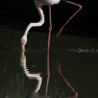 Flamant rose, Camargue