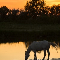 Cheval camarguais, Camargue