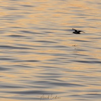 Puffin des Galapagos