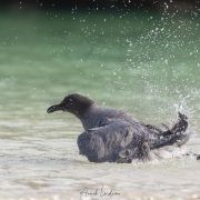 Mouette obscure
