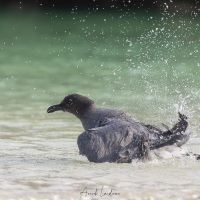 Mouette obscure