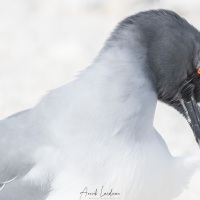 Mouette à queue fourchue