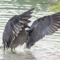 Mouette obscure