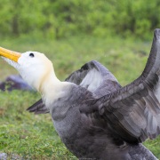 Albatros des Galapagos