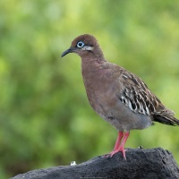 Tourterelle des Galapagos