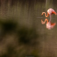 Flamant rose de Floride