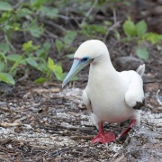Hybride fou masqueé et fou à pieds rouges