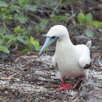 Hybride fou masqueé et fou à pieds rouges