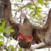 Fou à pieds rouges