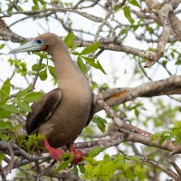 Fou à pieds rouges