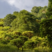 Végétation tropicale