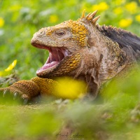 Iguane terrestre