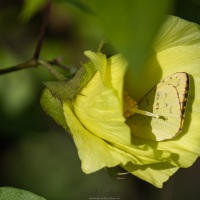 Piéride des jardins