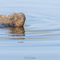 Iguane marin